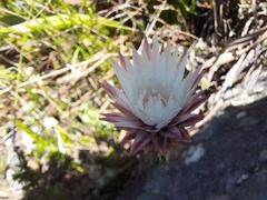 Edmondia