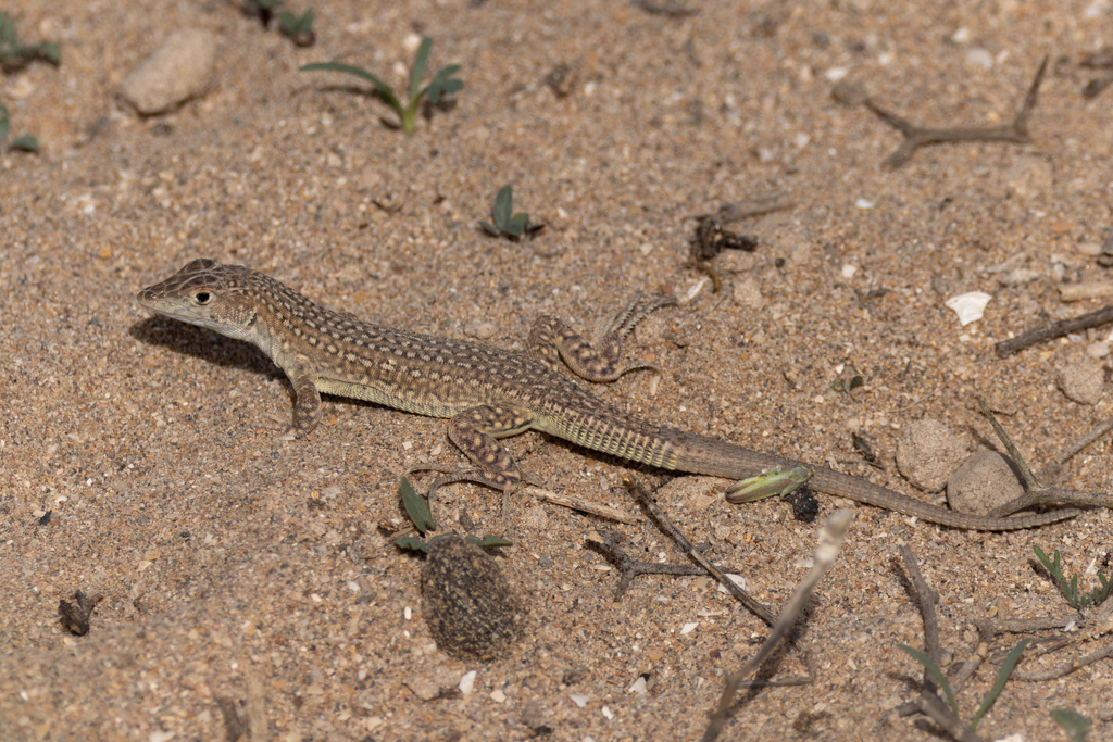 Golden Fringe-fingered Lizard