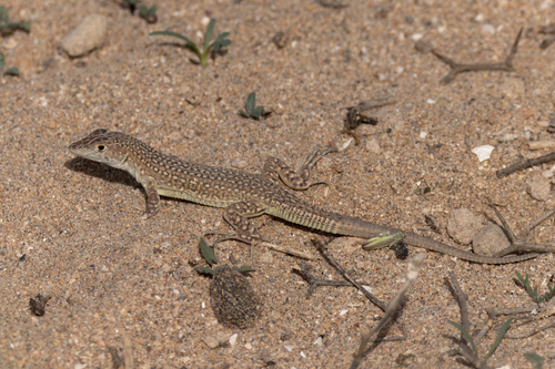 Golden Fringe-fingered Lizard