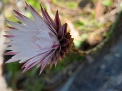 Edmondia