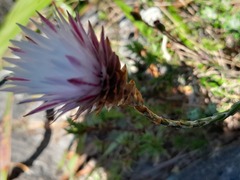 Edmondia