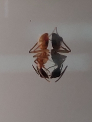 Camponotus atriceps