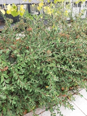 Cotoneaster coriaceus