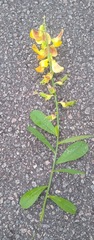 Crotalaria retusa