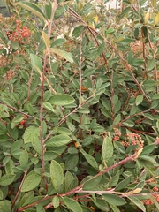 Cotoneaster coriaceus