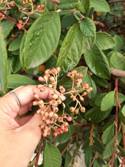 Cotoneaster coriaceus