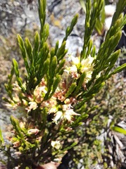 Erica lutea
