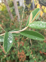Cotoneaster coriaceus