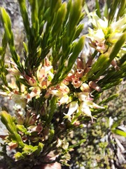 Erica lutea