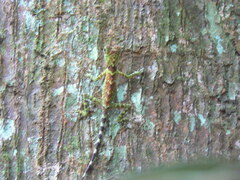 Gonocephalus liogaster