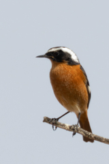 Phoenicurus moussieri