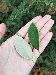Cotoneaster coriaceus
