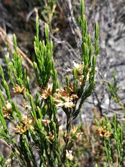 Erica lutea