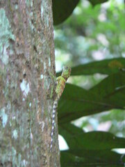 Gonocephalus liogaster