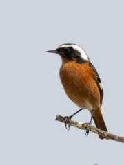 Phoenicurus moussieri