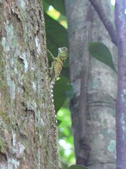 Gonocephalus liogaster