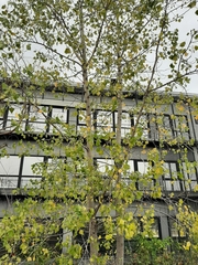 Populus nigra