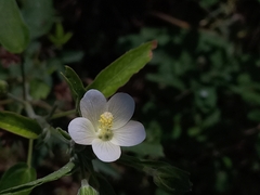 Hibiscus hirtus