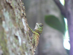 Gonocephalus liogaster