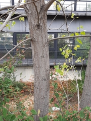 Populus nigra