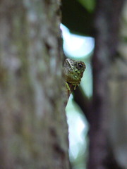 Gonocephalus liogaster