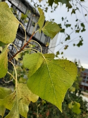 Populus nigra
