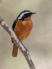 Phoenicurus moussieri