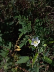 Hibiscus hirtus