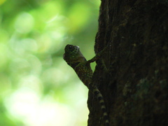 Gonocephalus liogaster