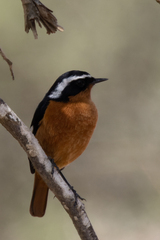 Phoenicurus moussieri