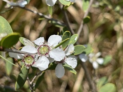 Leptospermum laevigatum