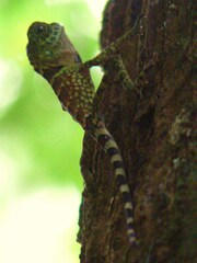 Gonocephalus liogaster