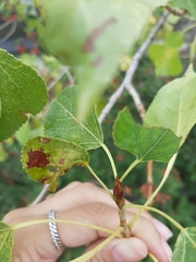 Populus nigra