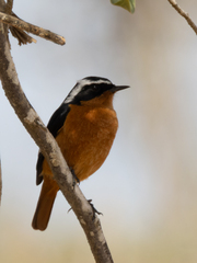 Phoenicurus moussieri