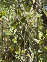Leptospermum laevigatum