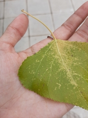 Populus nigra