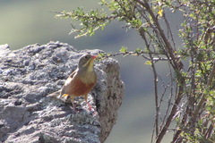 Emberiza hortulana