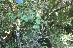 Brachyglottis sciadophila