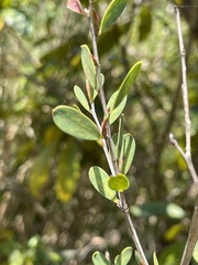 Leptospermum laevigatum