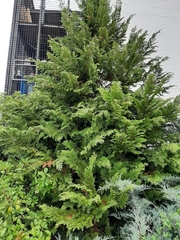 Thuja occidentalis