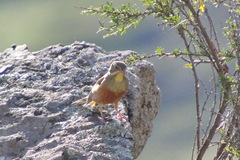 Emberiza hortulana