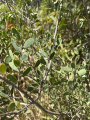 Leptospermum laevigatum