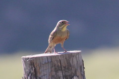 Emberiza hortulana