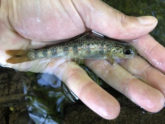 Salmo salar