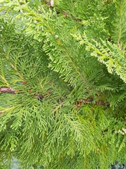 Thuja occidentalis