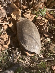 Pseudemys rubriventris