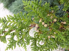 Thuja occidentalis