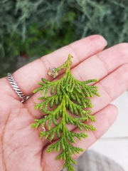 Thuja occidentalis