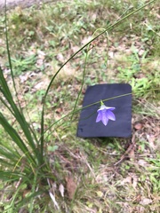 Wahlenbergia multicaulis