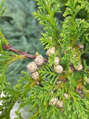 Thuja occidentalis